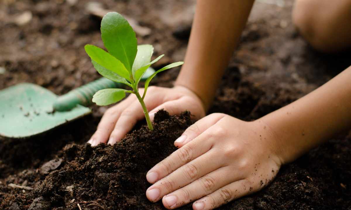 How to plant trees on the site