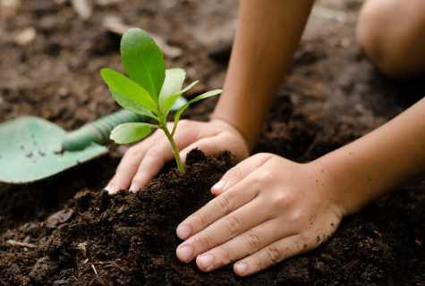 How to plant trees on the site