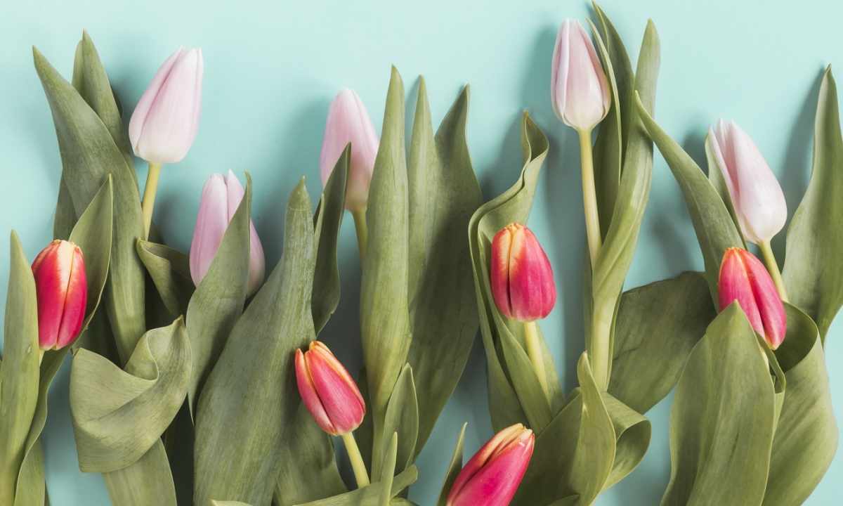 How to make that tulips stood long