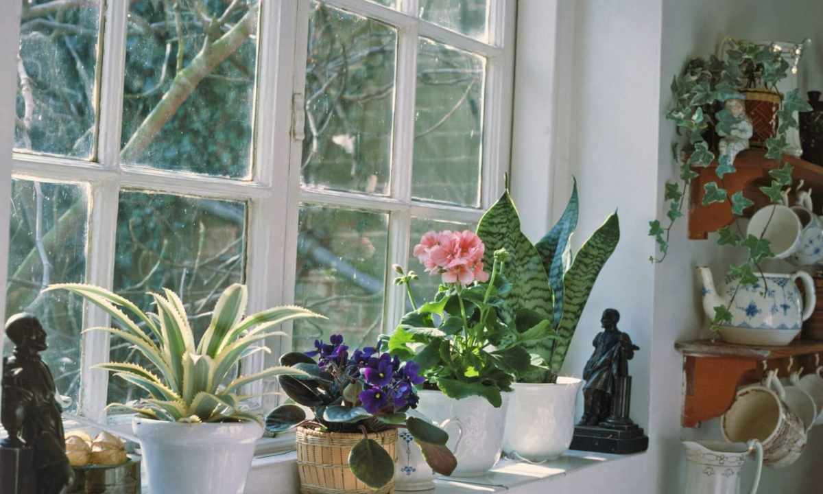 How to replace houseplants in the fall