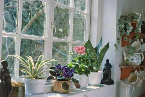 How to replace houseplants in the fall