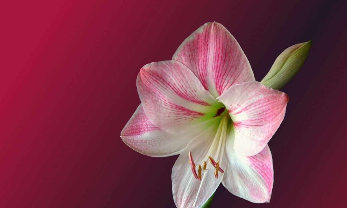 How to look after Amaryllis that it has blossomed