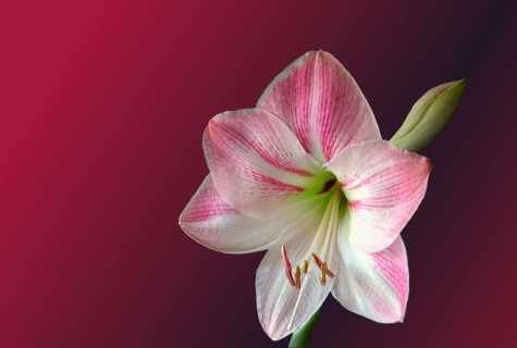 How to look after Amaryllis that it has blossomed