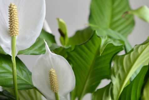 Why the spathiphyllum does not blossom