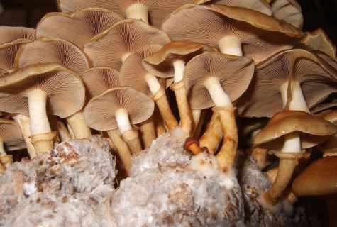 How to receive mycelium from mushroom