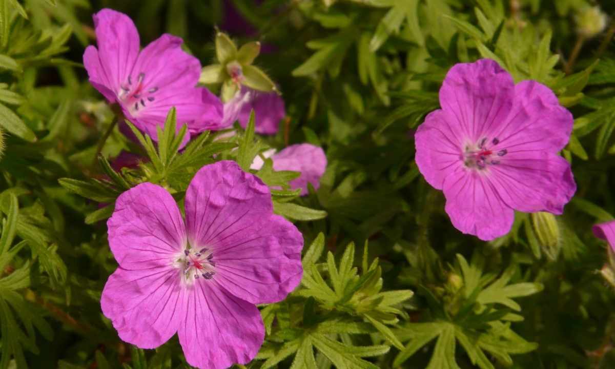 Why the geranium does not blossom