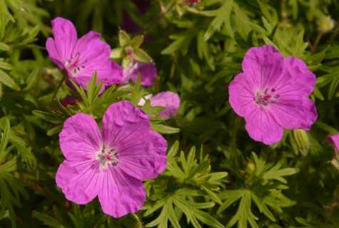 Why the geranium does not blossom