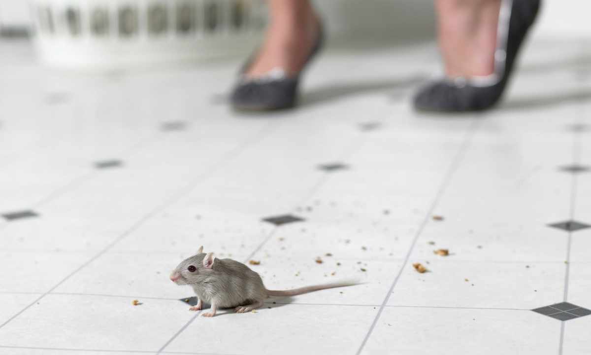 How to catch mouse in the house