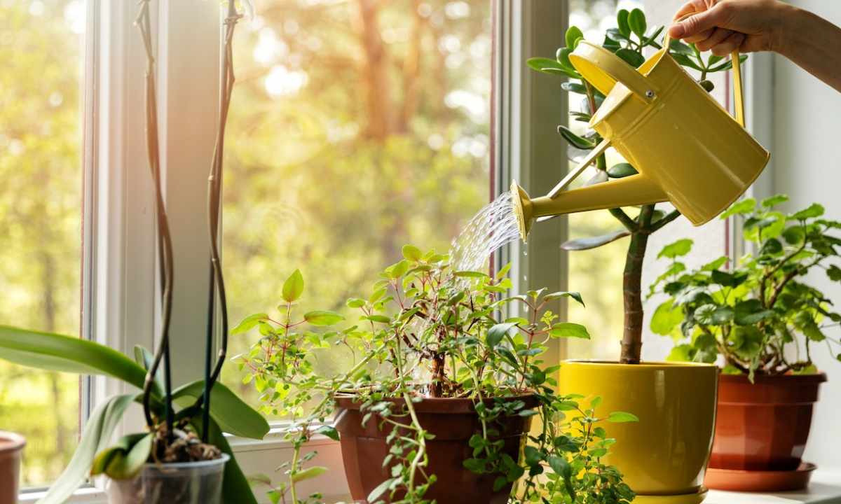 How to choose houseplants