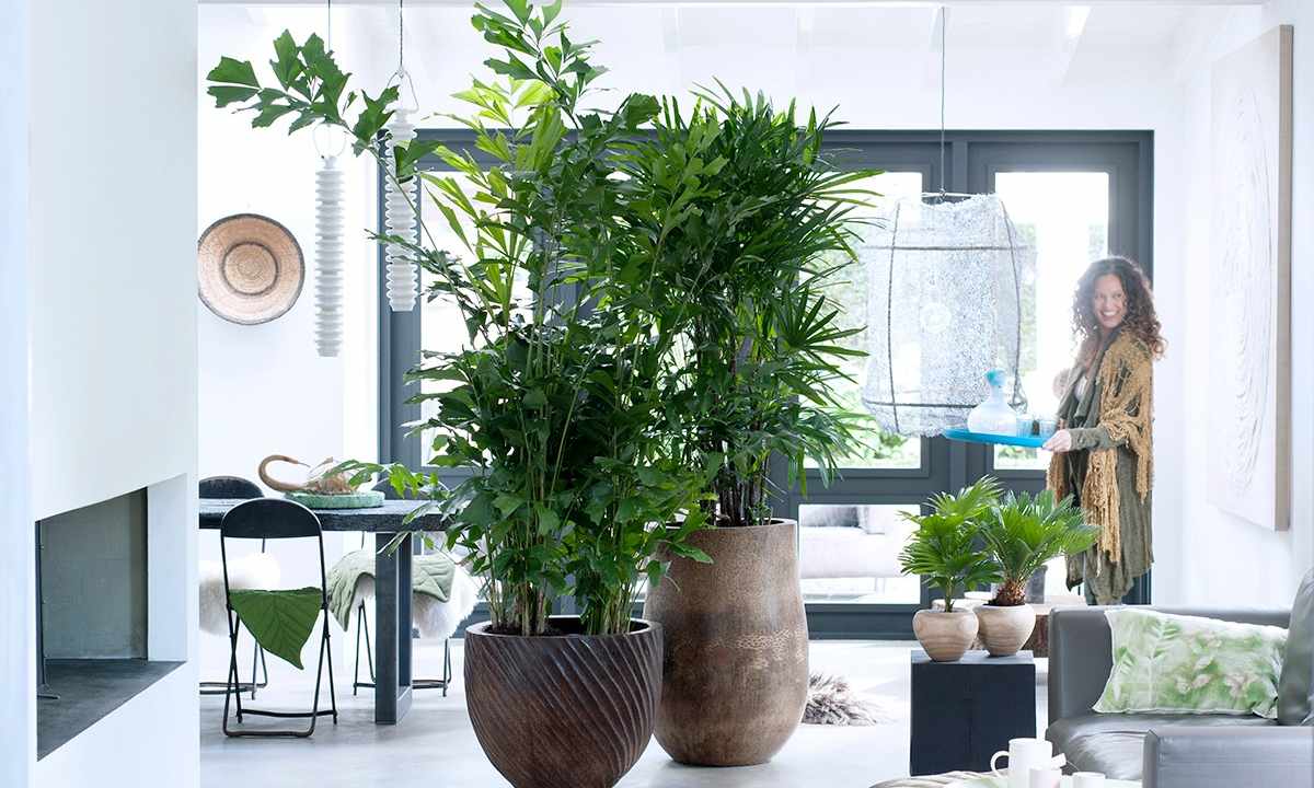 The houseplants which are not requiring special care