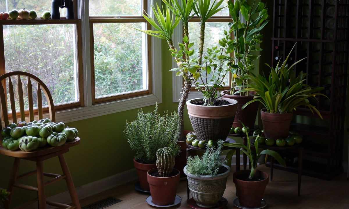How to feed up window plants