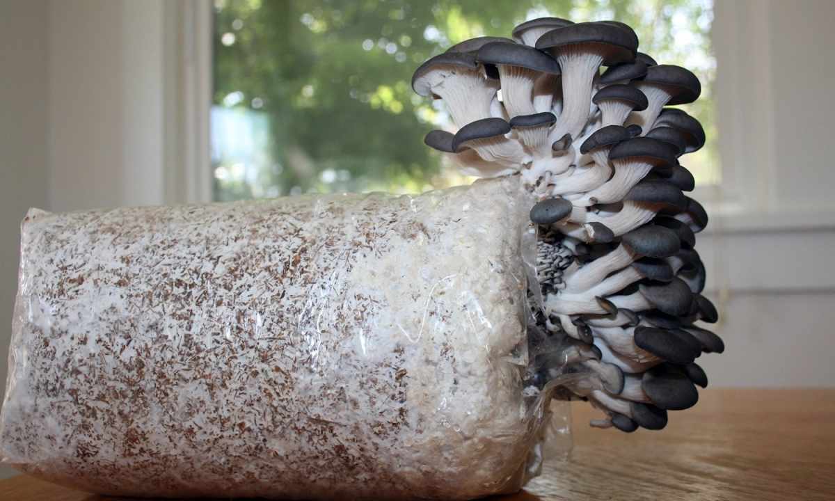How to grow up oyster mushrooms in house conditions