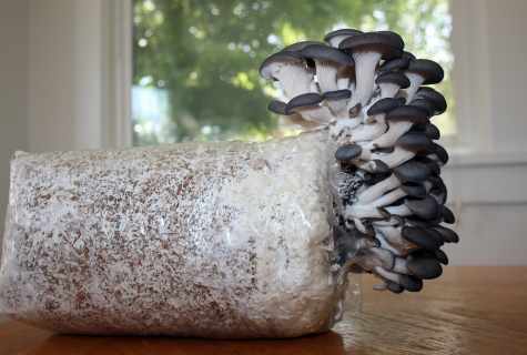 How to grow up oyster mushrooms in house conditions