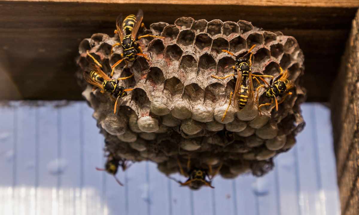 How to get rid of wasps on the balcony