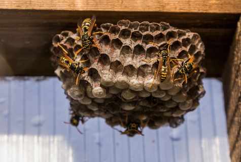 How to get rid of wasps on the balcony