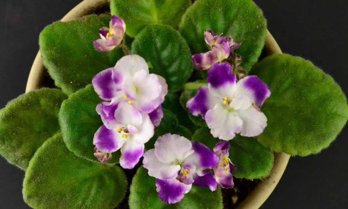 All about violets: how to feed up