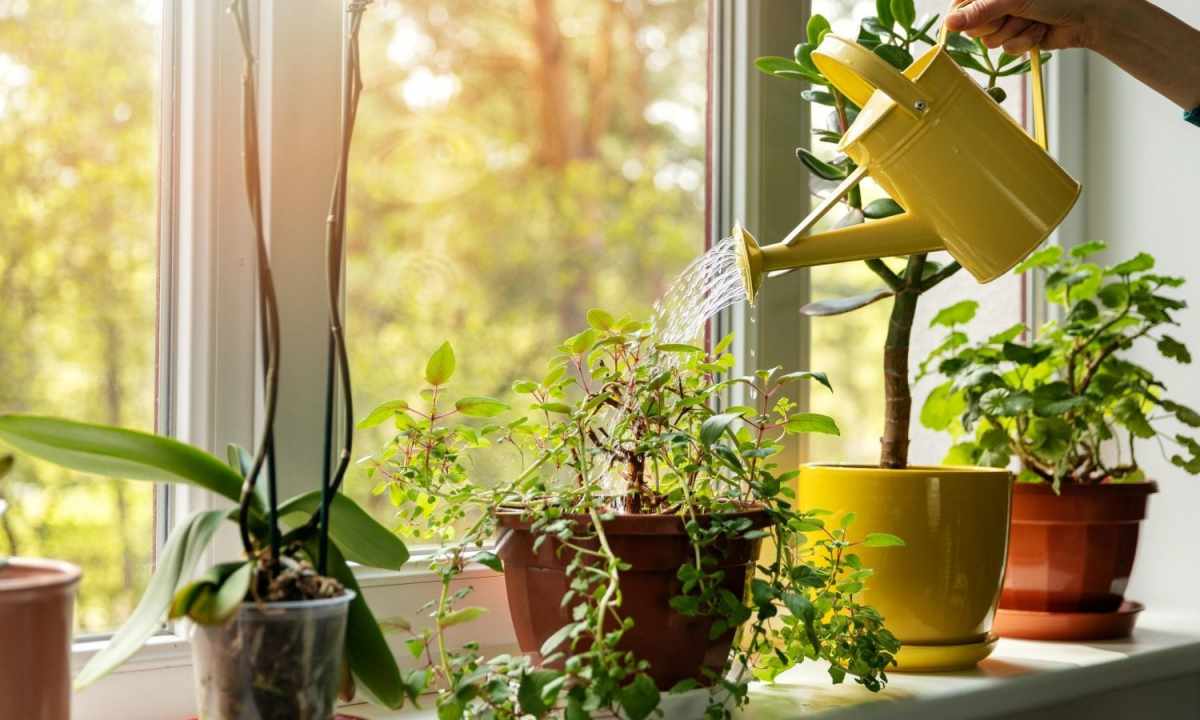 What houseplants do not demand frequent watering