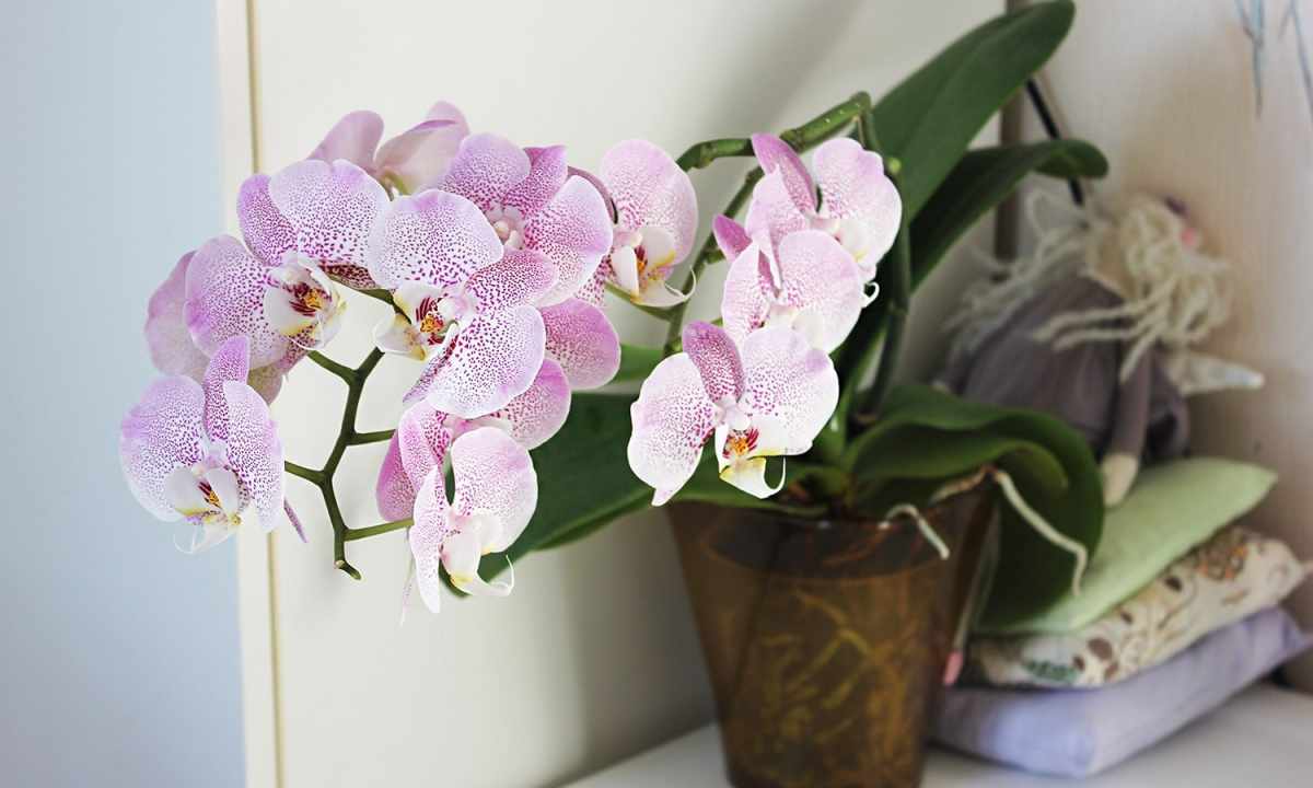 Simple care for orchid phalaenopsis