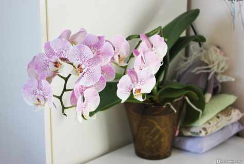 Simple care for orchid phalaenopsis