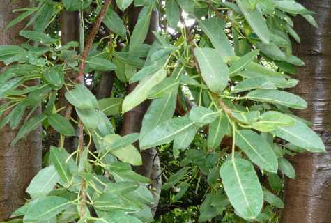 All about ficus: as he breeds
