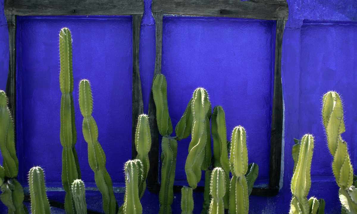 As it is necessary to water cactus