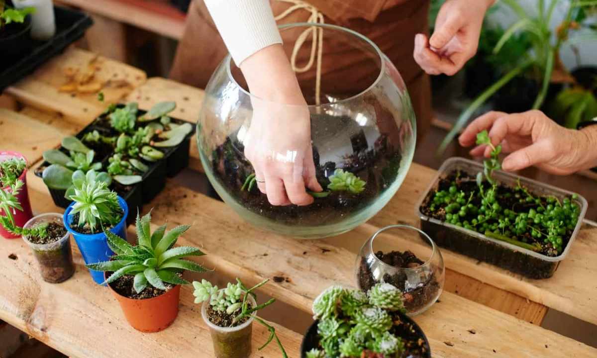 How to choose soil for house plants