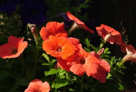 Petunia in pots: leaving and reproduction