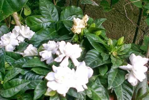 Zhasminovidny gardenia: watering, fertilizers, leaving