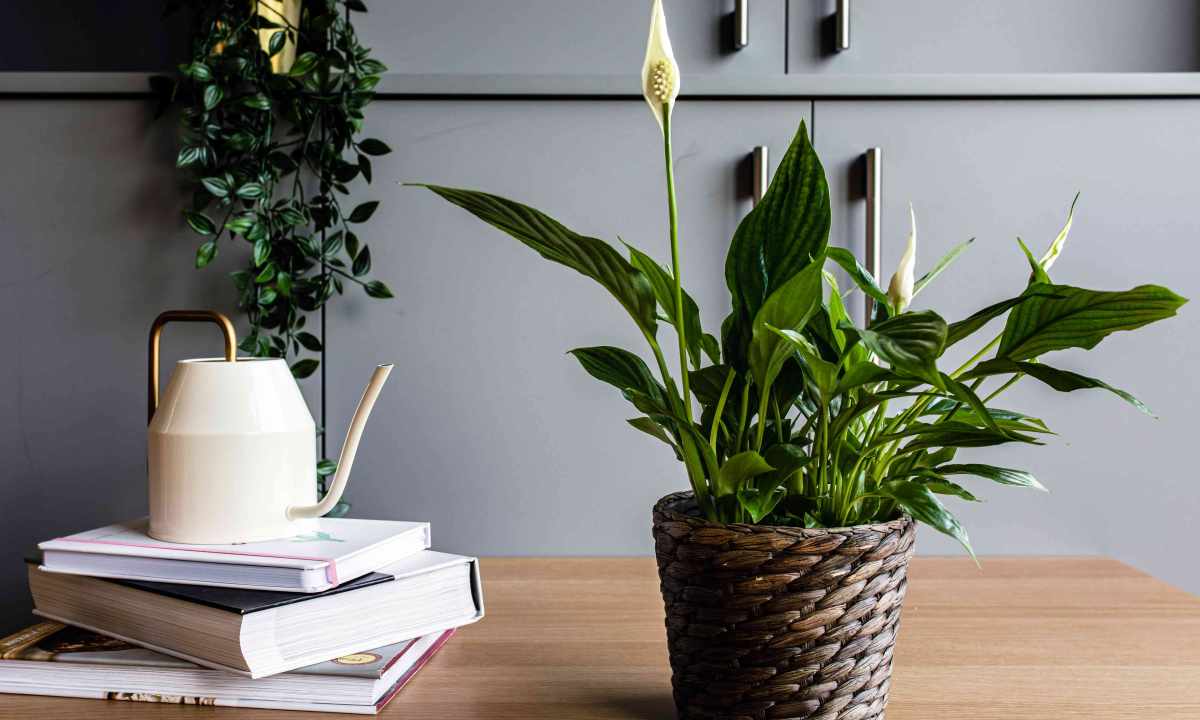 Top-5 houseplants for clean air in the apartment