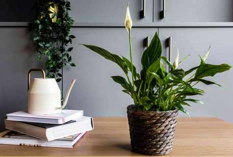 Top-5 houseplants for clean air in the apartment