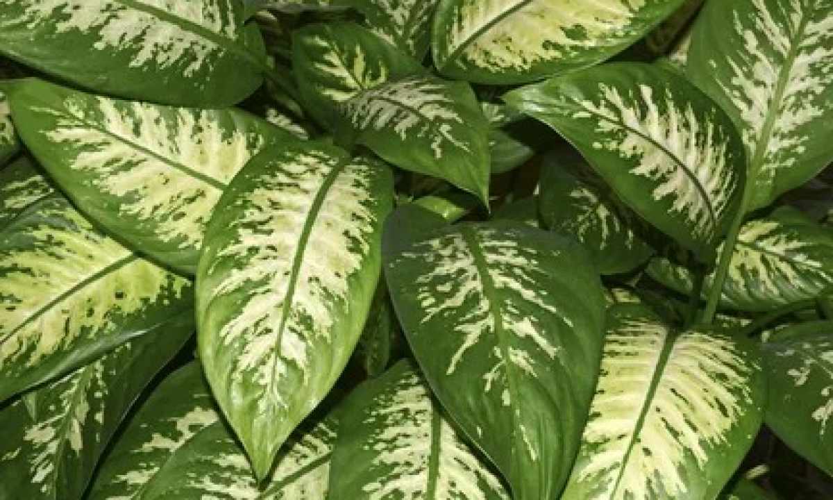 Whether it is possible to hold houses dieffenbachia