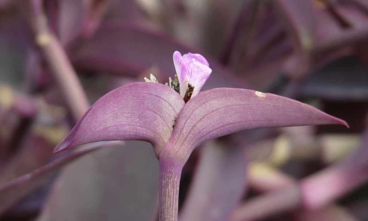 How to look after tradescantia
