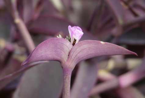 How to look after tradescantia
