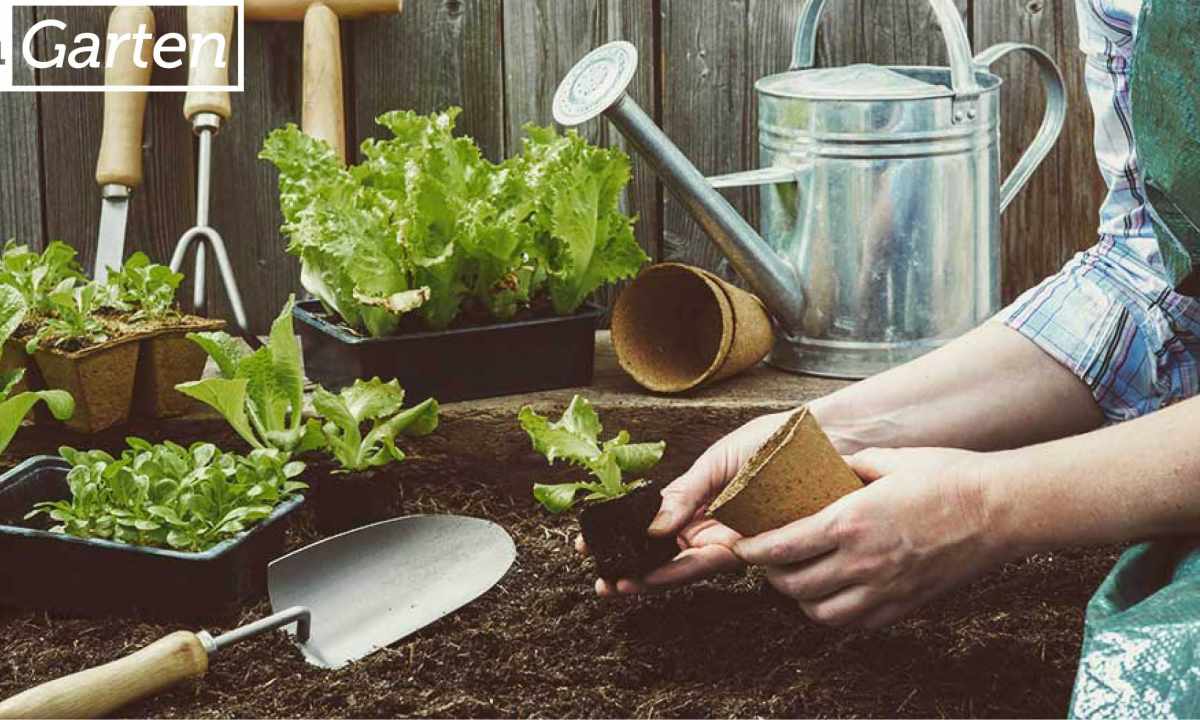 How to organize garden works at the dacha