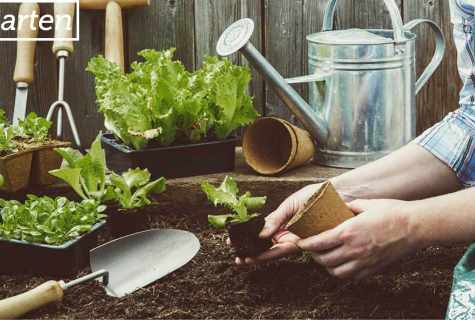 How to organize garden works at the dacha