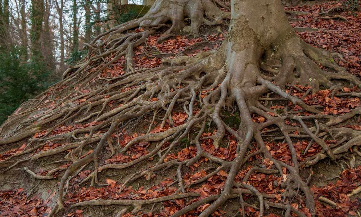 What roots at fir-tree