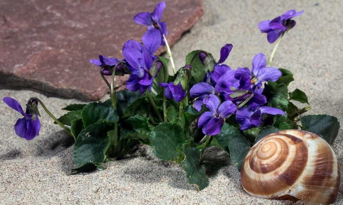 How to force to blossom violets