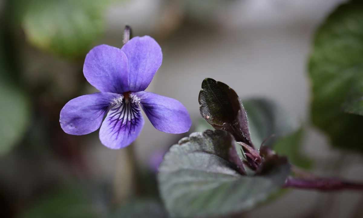 Why violets do not blossom