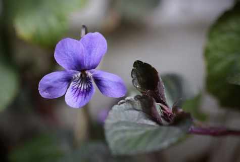 Why violets do not blossom