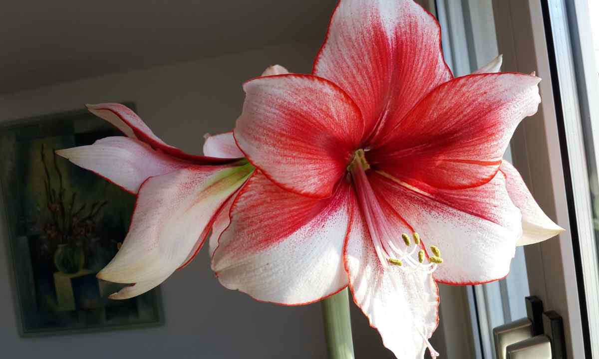 How to force to blossom Hippeastrum