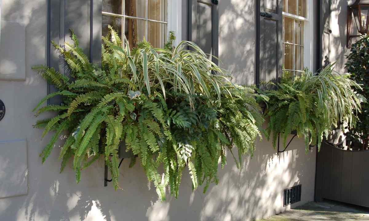 The most beautiful window plants