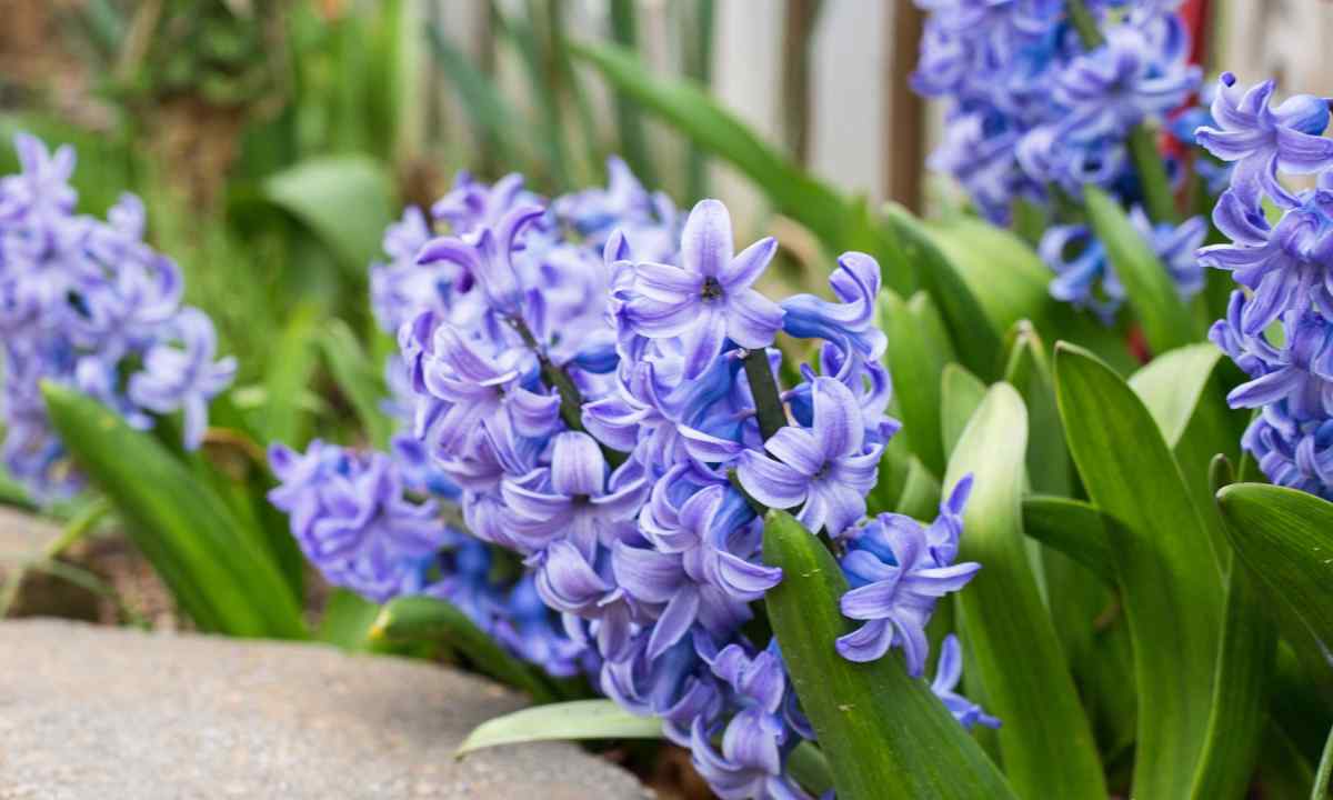 Rules of care for hyacinths
