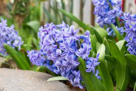Rules of care for hyacinths