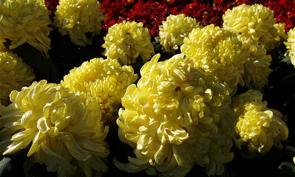 How to grow up chrysanthemums from seeds