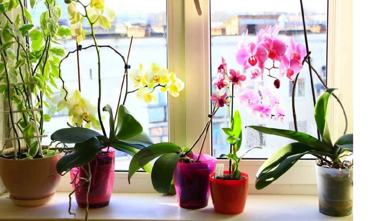 How to look after orchid in pot