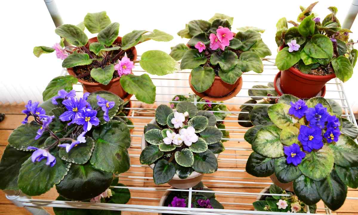 How to buy violets