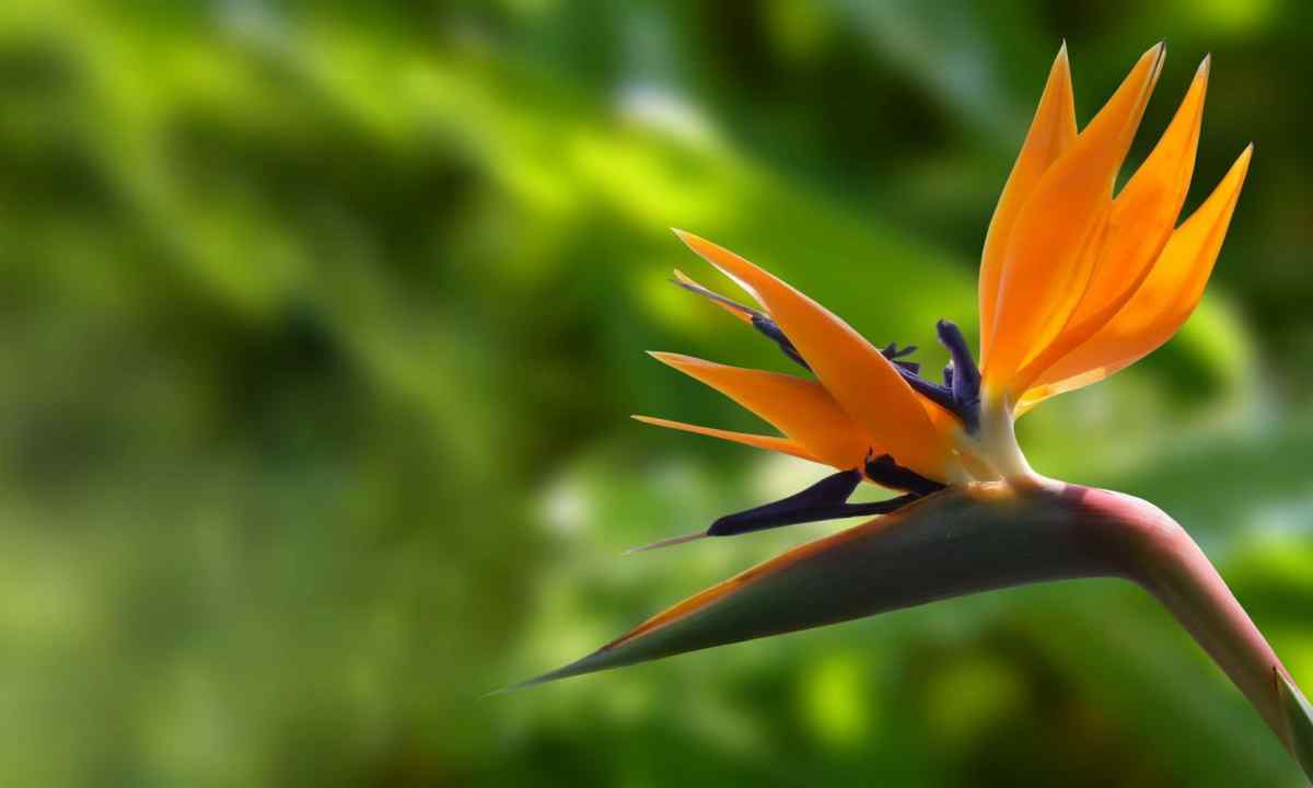 How to look after strelitzia that the flower has blossomed