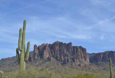 Cactus saguaro: description, features, leaving