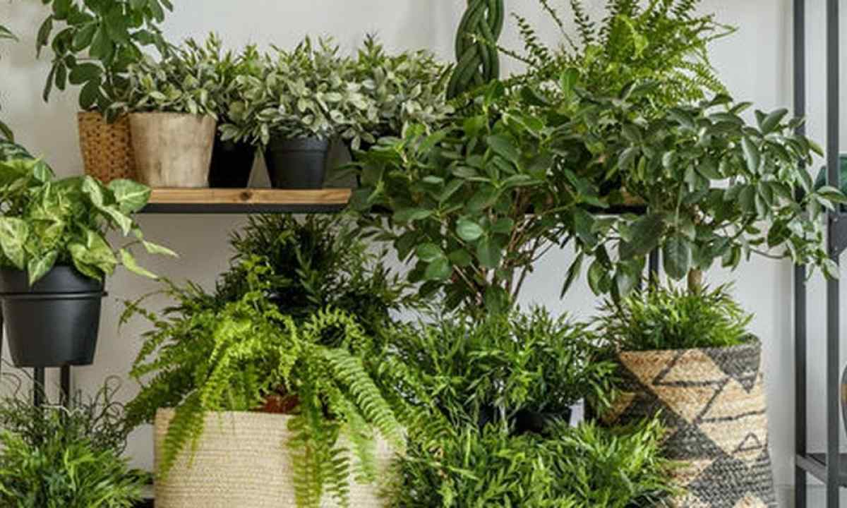 How to choose suitable plant for the house?
