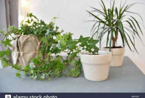 How to look after houseplants